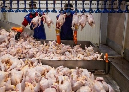 مازاد مرغ آذربایجان‌غربی را به دیگر استان‌ها می‌فرستیم